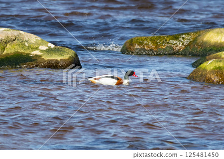 Common shelduck (Tadorna tadorna). Wild life animal. 125481450