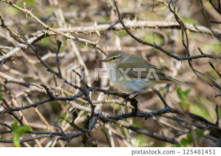 Willow Warbler (Phylloscopus trochilus) on twig 125481451