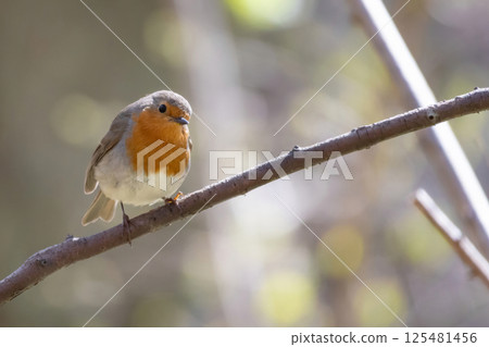 Robin redbreast (Erithacus rubecula) is small brownish 125481456