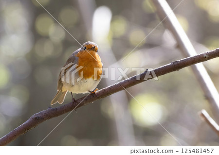 Robin redbreast (Erithacus rubecula) is small brownish Robin redbreast (Erithacus rubecula) is small brownish 125481457