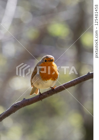 Robin redbreast (Erithacus rubecula) is small brownish Robin redbreast (Erithacus rubecula) is small brownish 125481458