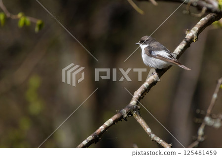 Flycatcher in the spring 125481459