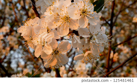Cherry blossoming tree in the rays of sunset against the background of a blooming garden. Cherry blossoming tree in the rays of sunset against the background of a blooming garden. 125481461