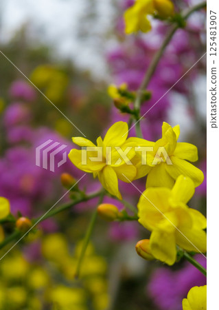 Yunnan winter jasmine flowers Yunnan winter jasmine flowers 125481907