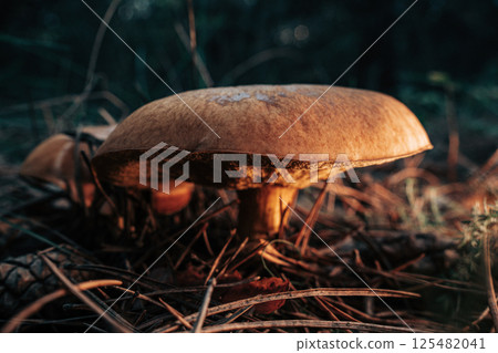 Slippery Jack Fungi, Suillus luteus on autumn forest with pine needles, close-up 125482041