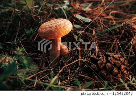 saffron milk cap - Lactarius deliciosus on autumn forest with pine needles 125482043
