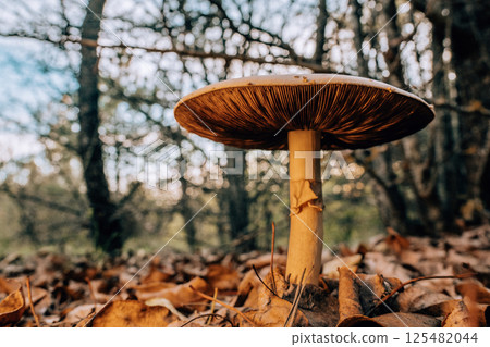 Mushrooms growing in forest autumn. Fungi close-up, toxic fly agaric,wild nature 125482044