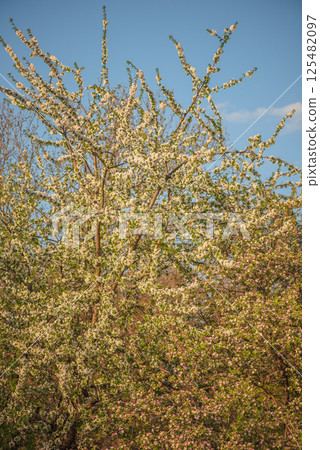 Cherry and apple trees in bloom. Springtime. Spring nature. 125482097
