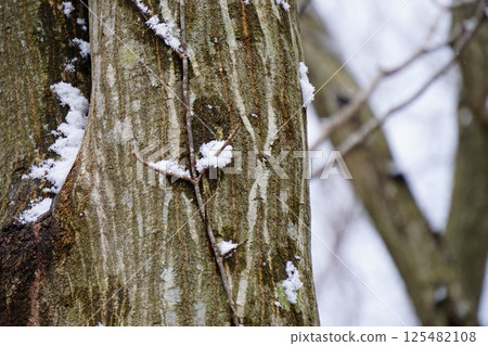 Winter walk through the countryside 125482108