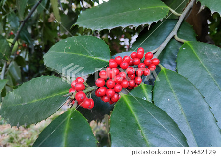 The Ilex aquifolium, commonly known as European holly The Ilex aquifolium, commonly known as European holly 125482129