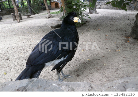Smooth-billed curassow Smooth-billed curassow 125482130