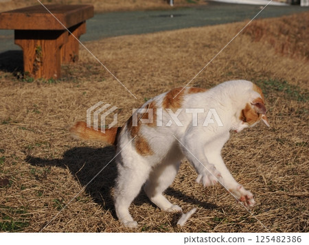 Cute cat playing with a cat toy Cute cat playing with a cat toy 125482386
