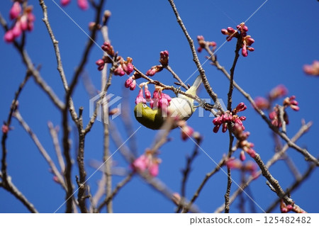 White-eye that sucks the nectar of plum blossoms 125482482