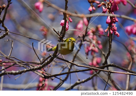 White-eye that sucks the nectar of plum blossoms 125482490