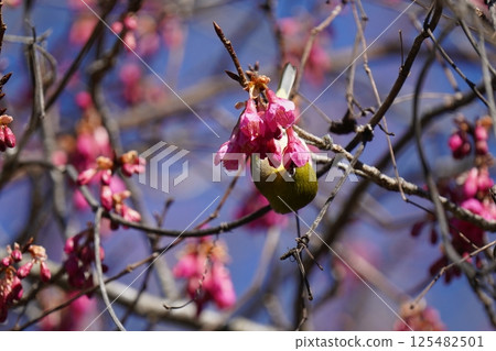 White-eye that sucks the nectar of plum blossoms 125482501