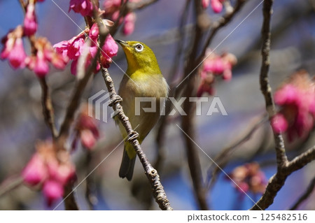 Mejiro吮吸梅花的蜂蜜 Mejiro吮吸梅花的蜂蜜 125482516