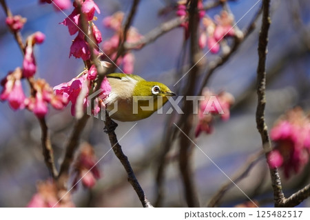 Mejiro吮吸梅花的蜂蜜 Mejiro吮吸梅花的蜂蜜 125482517