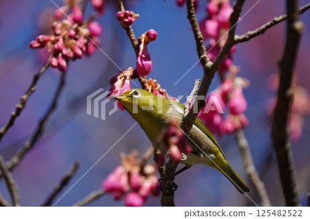 White-eye that sucks the nectar of plum blossoms 125482522