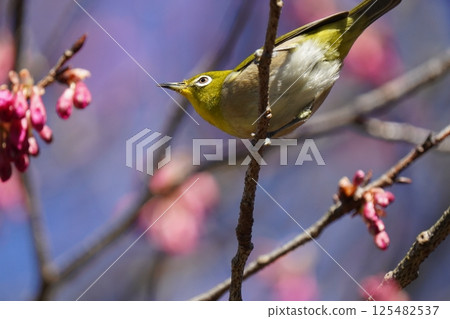 White-eye that sucks the nectar of plum blossoms White-eye that sucks the nectar of plum blossoms 125482537