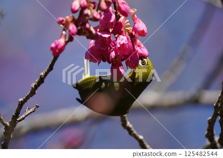 White-eye that sucks the nectar of plum blossoms 125482544