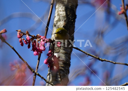 White-eye that sucks the nectar of plum blossoms 125482545