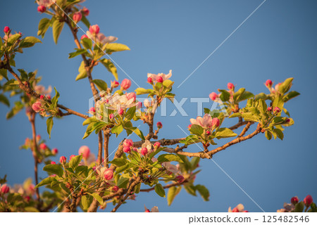 Apple tree blossoms against a blue sky. Springtime. 125482546