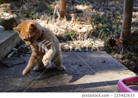 可愛的小貓在玩耍 125482635