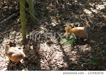 cute kitten playing 125482638