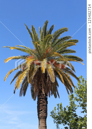 Palm tree on blue sky Palm tree on blue sky 125482714