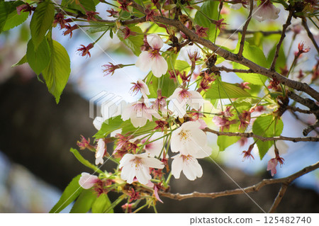 The ephemeral leaves of cherry blossoms as they fall The ephemeral leaves of cherry blossoms as they fall 125482740