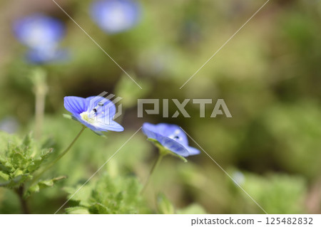 Large dog scrotal 125482832