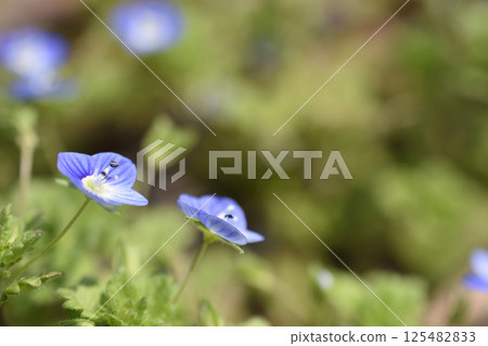 Persian speedwell 125482833