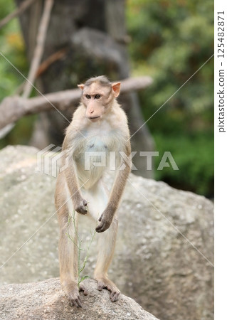 站在岩石上的帽猴 125482871