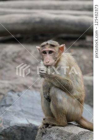 Bonnet monkey sitting on a rock and eating grass 125482873