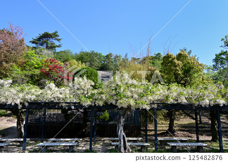 紫藤架:白色紫藤花 紫藤架:白色紫藤花 125482876