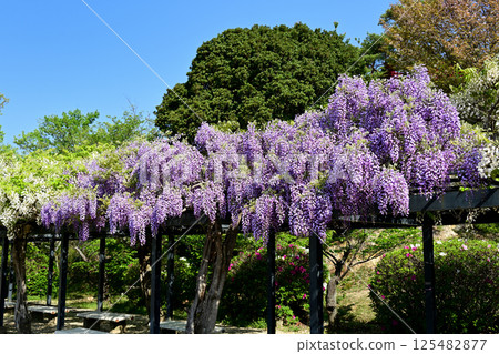 紫藤格子的富士花 125482877