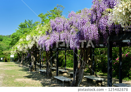 白色和紫色的紫藤花 125482878