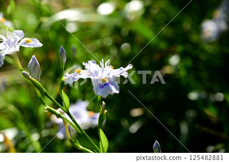 等到薩沙 125482881