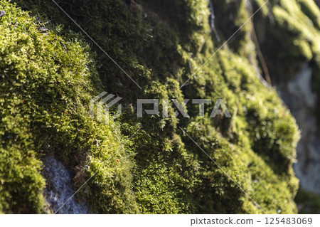 Moss on a rocky surface on a clear sunny day Moss on a rocky surface on a clear sunny day 125483069