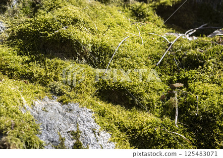 Moss on a rocky surface on a clear sunny day Moss on a rocky surface on a clear sunny day 125483071
