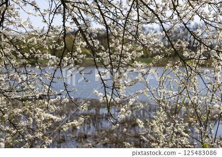 Beautiful blossom tree on a sunny spring day 125483086