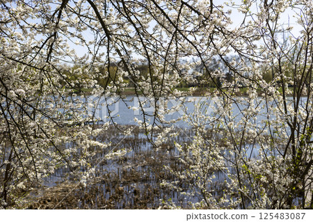 Beautiful blossom tree on a sunny spring day Beautiful blossom tree on a sunny spring day 125483087