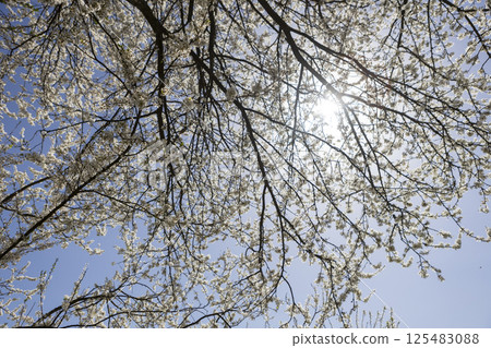 Beautiful blossom tree on a sunny spring day Beautiful blossom tree on a sunny spring day 125483088