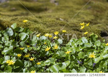 blooming primrose yellow flowers in early spring. Moss on a rocky surface on a clear sunny day blooming primrose yellow flowers in early spring. Moss on a rocky surface on a clear sunny day 125483094