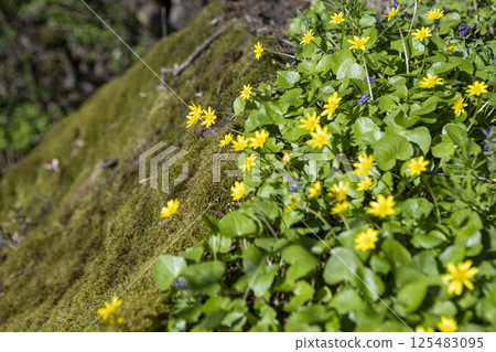 blooming primrose yellow flowers in early spring. Moss on a rocky surface on a clear sunny day blooming primrose yellow flowers in early spring. Moss on a rocky surface on a clear sunny day 125483095