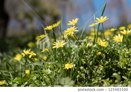 blooming primrose yellow flowers in early spring blooming primrose yellow flowers in early spring 125483100