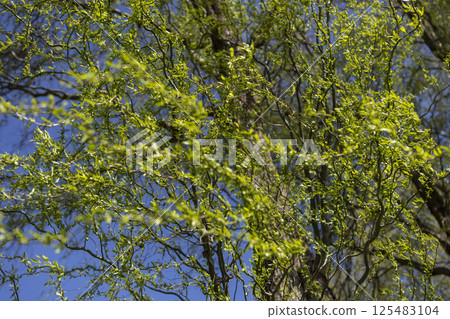 green spring tree branches against the sky on a clear day green spring tree branches against the sky on a clear day 125483104