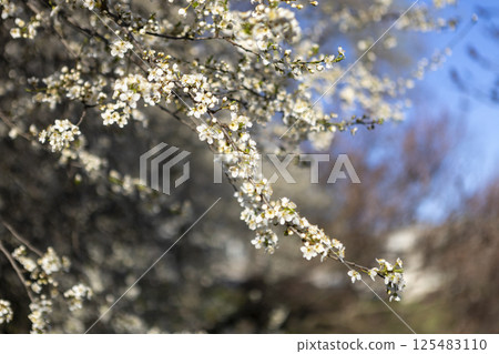 Beautiful blossom tree on a sunny spring day 125483110