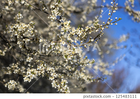 Beautiful blossom tree on a sunny spring day 125483111