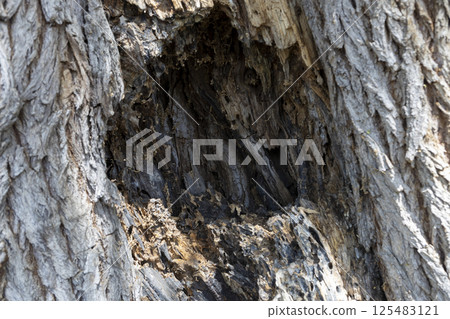 Hollow in a tree. Damaged bark. Texture of tree bark 125483121